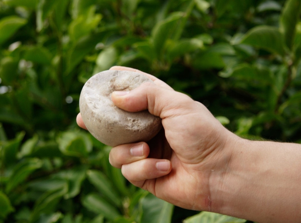 Kamenovan kombi pun Srba