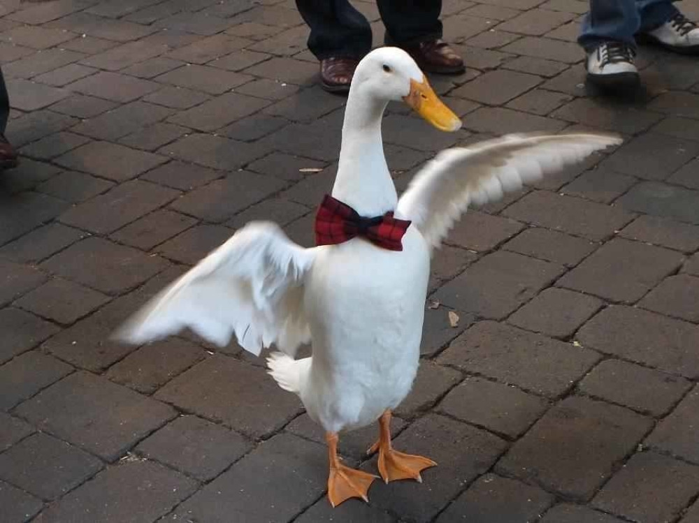 Pijana patka povređena u tuči sa psom!