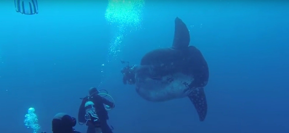 Ovo morsko čudovište nikad niste videli