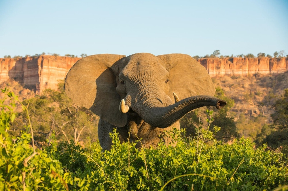 Na safariju iz zabave ubijen najveći slon u Africi!