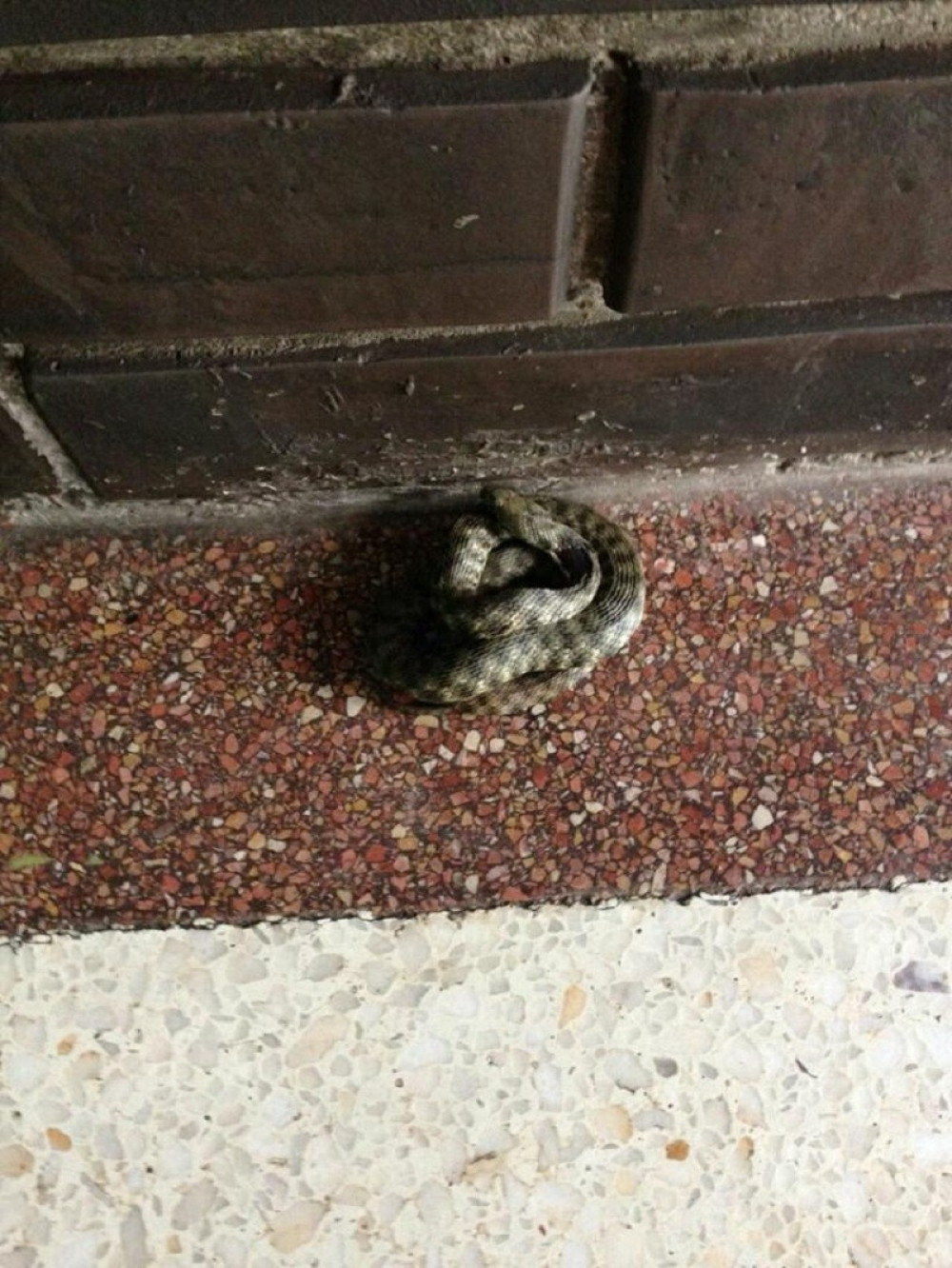 Žena zatekla zmiju ispred zgrade! (FOTO)