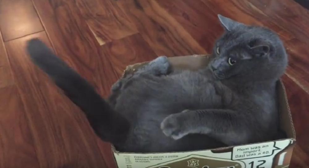 Mačak se bori sam protiv sebe! (VIDEO)