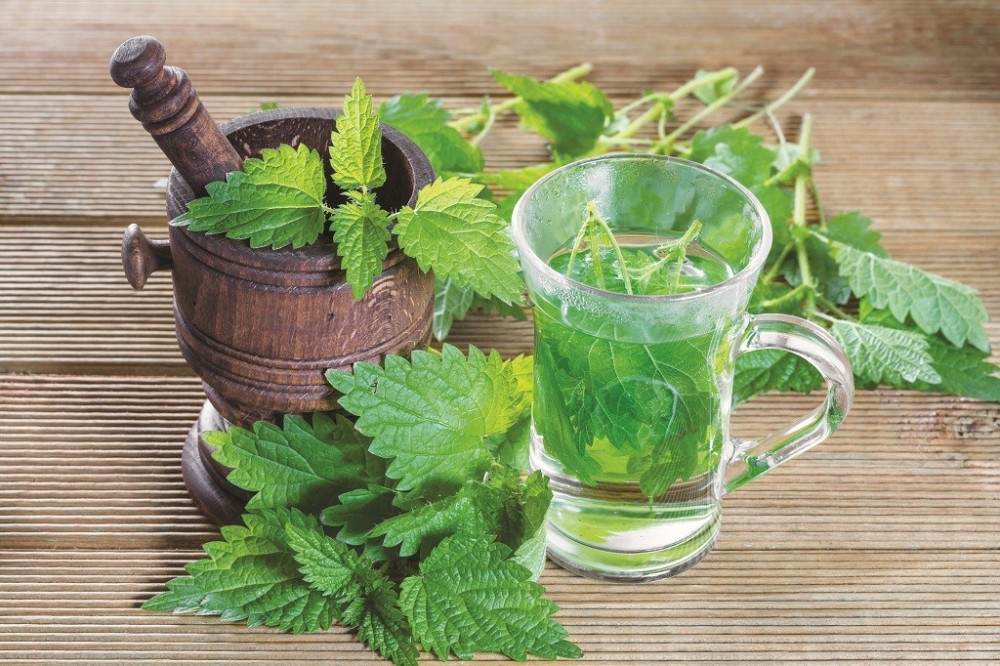 Kopriva PRŽI MASNE NASLAGE! Pravilno je koristite i dovešćete liniju u red za samo par dana