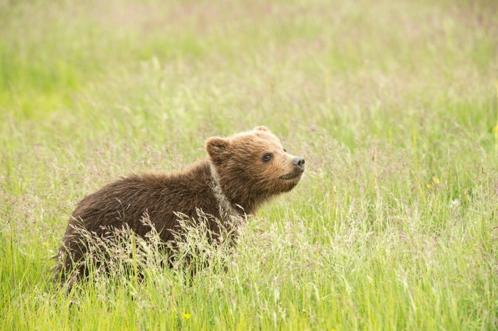 Meda se zaglavio pošto se prejeo (SMEHOTRESAN VIDEO)