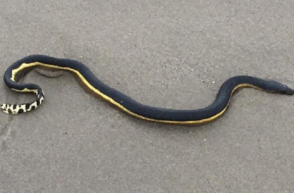 Snimljena smrtonosna zmija na plaži (VIDEO)