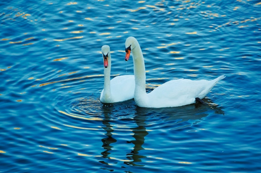 Nećemo labudove u Dunavskom parku