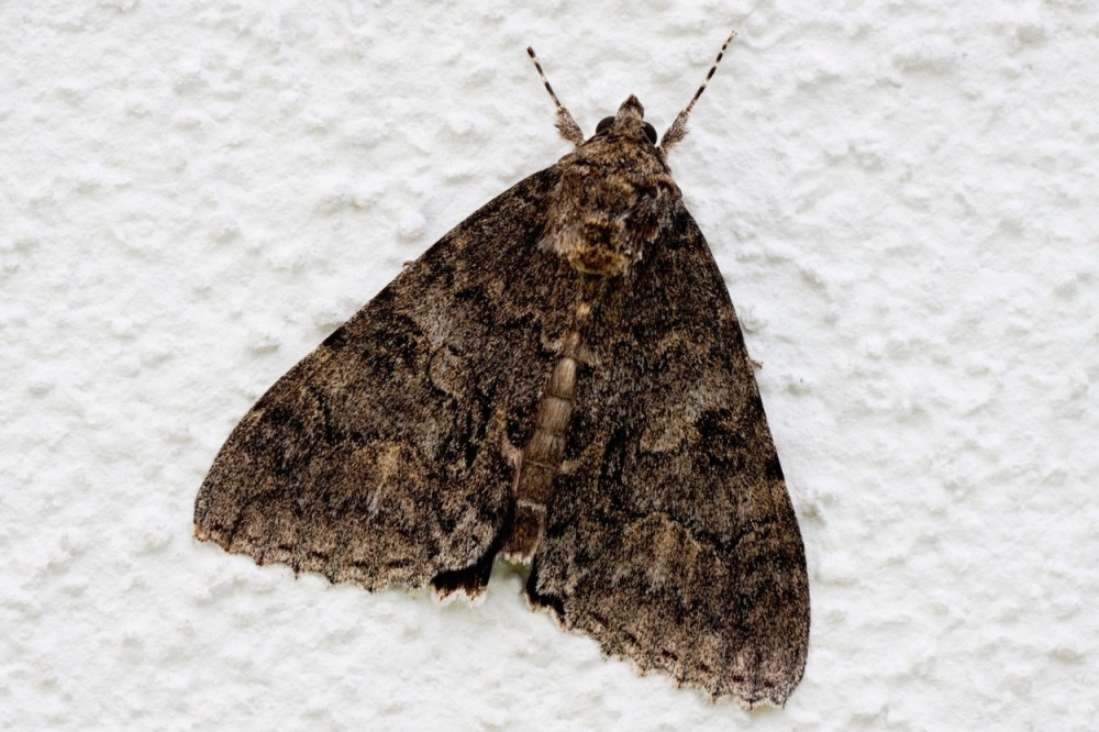 Da li biste po svojoj dragoj nazvali moljca?!