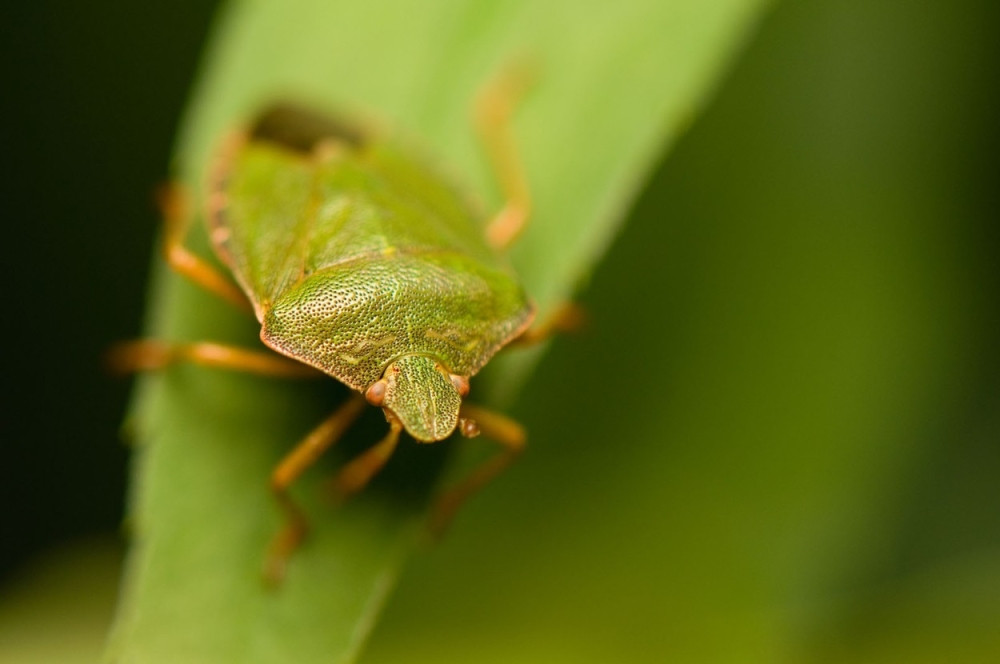 Rešite se smrdibuba ZAUVEK! Uz pomoć ovog SPREJA više nikada neće KROČITI u vaš dom!