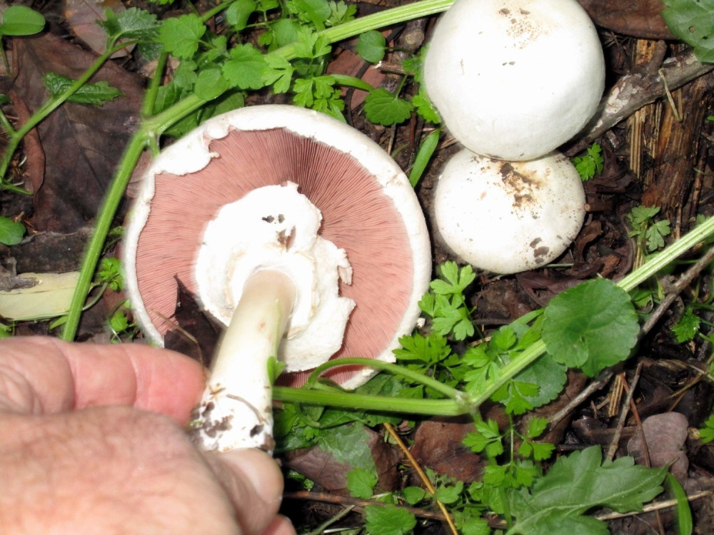 Potrovali se pečurkama