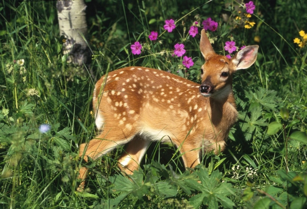 Polovne bandere platili srnetinom!