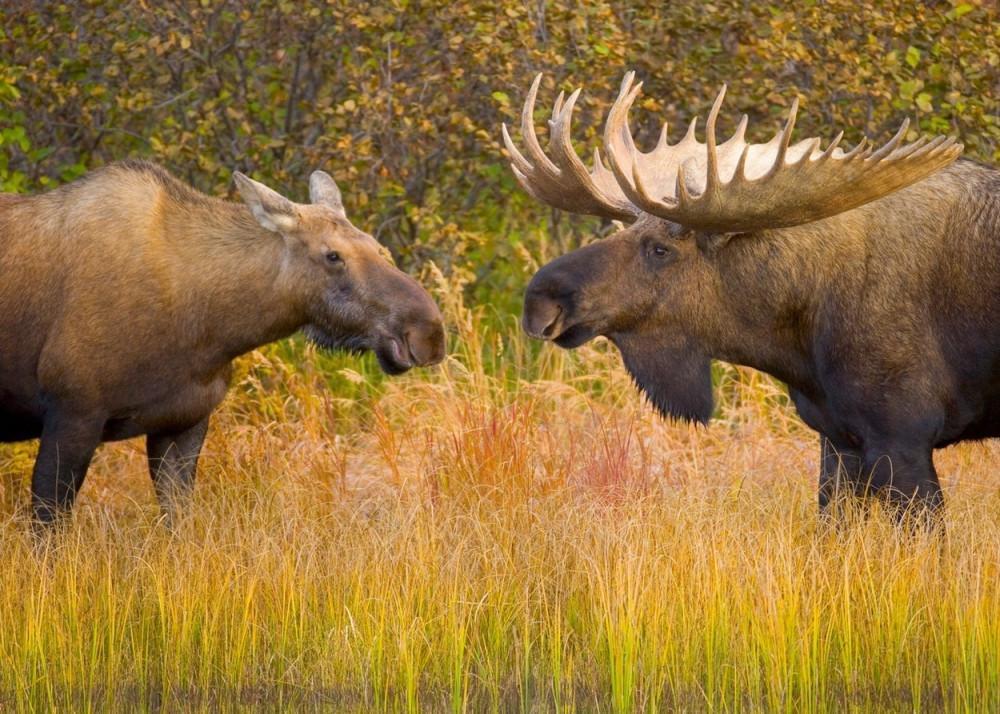 Upucao dva losa kapitalca, pa shvatio da je u zoo vrtu!