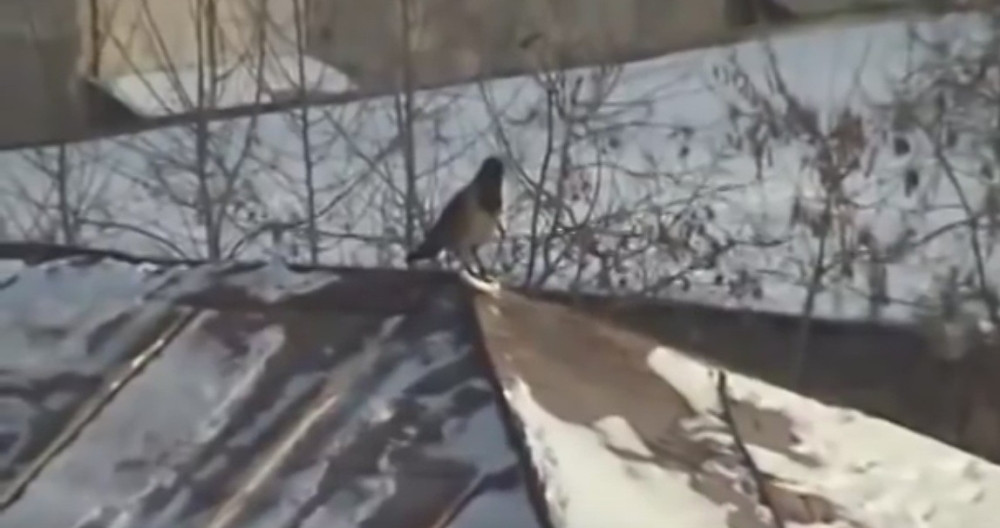 Nećete poverovati kako se ova vrana ZABAVLJA! (VIDEO)