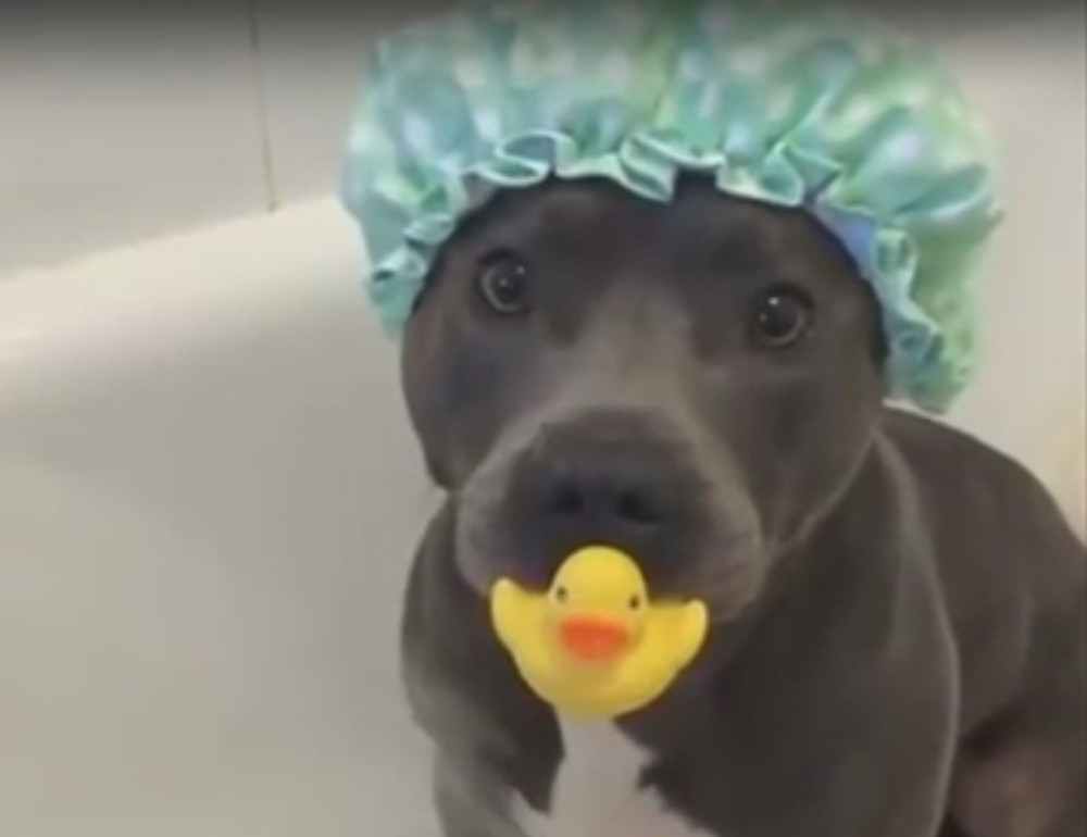 Snimak ovog staforda izmamiće vam osmeh na lice! (VIDEO)