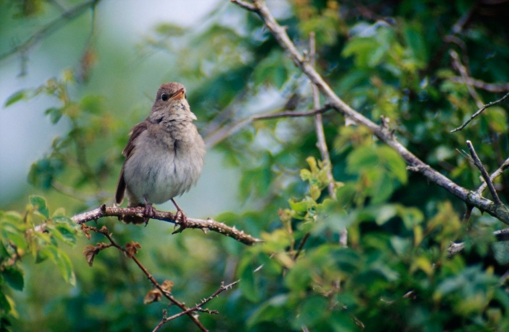 Oluja i pljuskovi ubili više od 200 vrabaca