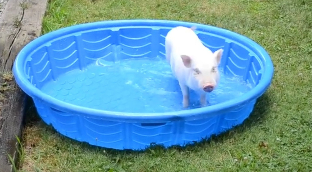 Ovo je najsrećnije prase na svetu! (VIDEO)