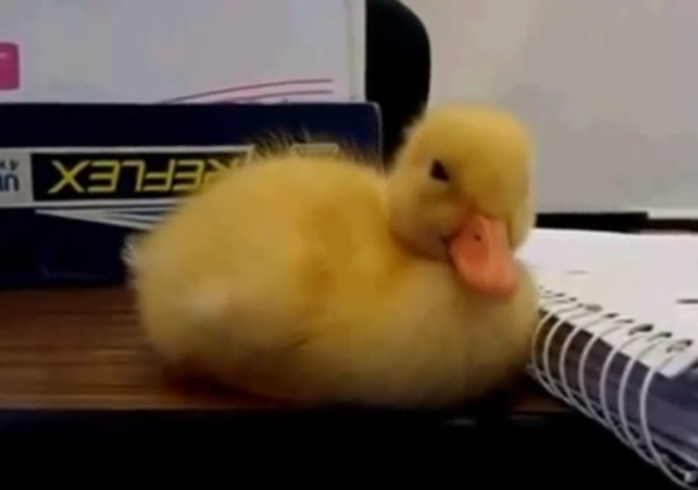 Pogledajte kako se ove divne životinje bore protiv sna (VIDEO)