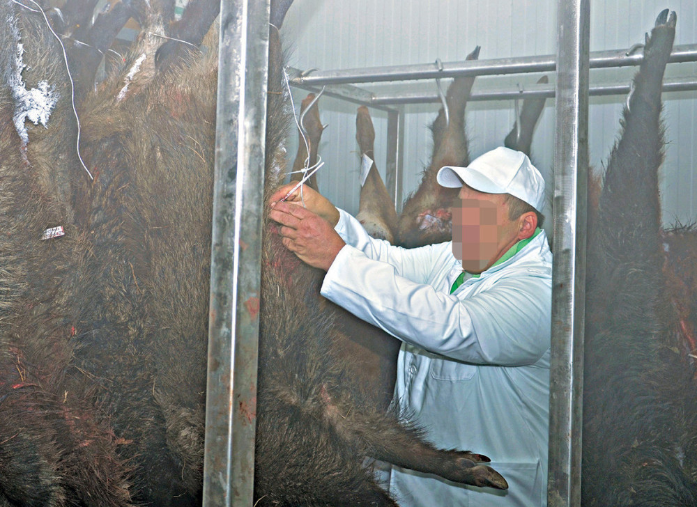 Za divljač pola miliona