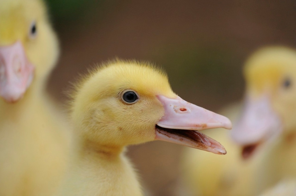 Juriš 5.000 pačića na kupanjac! (VIDEO)