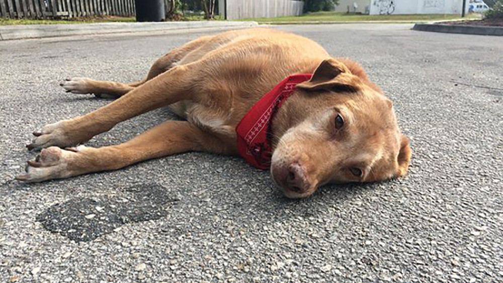 Njegova gazdarica je pregažena, a on je ostao tu da leži! (FOTO)