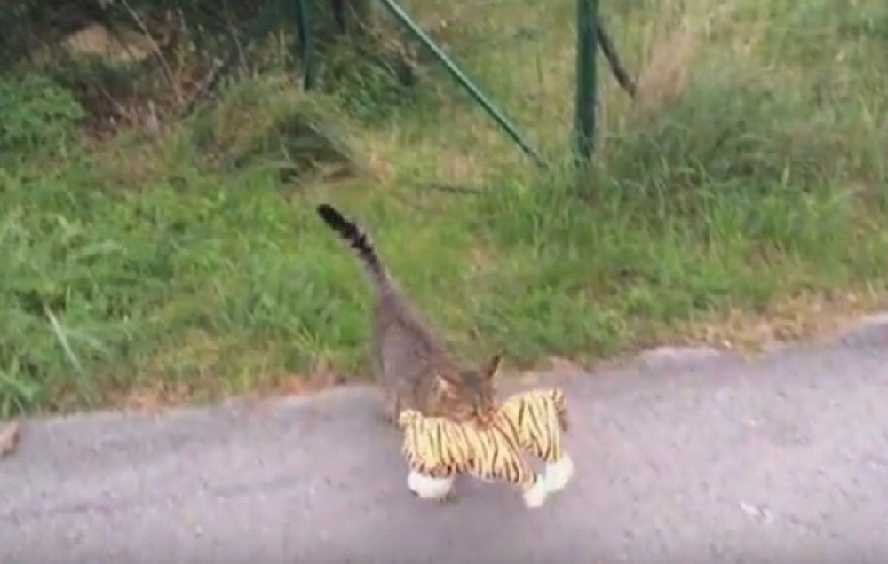 Mačka provaljuje kod komšije i krade plišane igračke! (VIDEO)