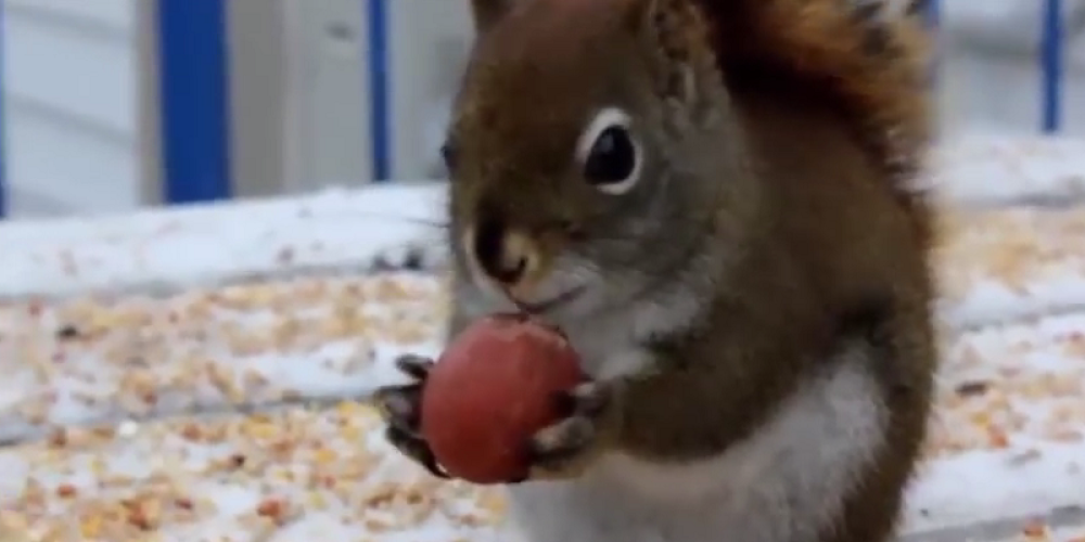 Ovo su najsmešnije veverice!