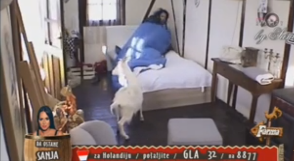 HIT~Tamaru probudio jarac! (VIDEO)