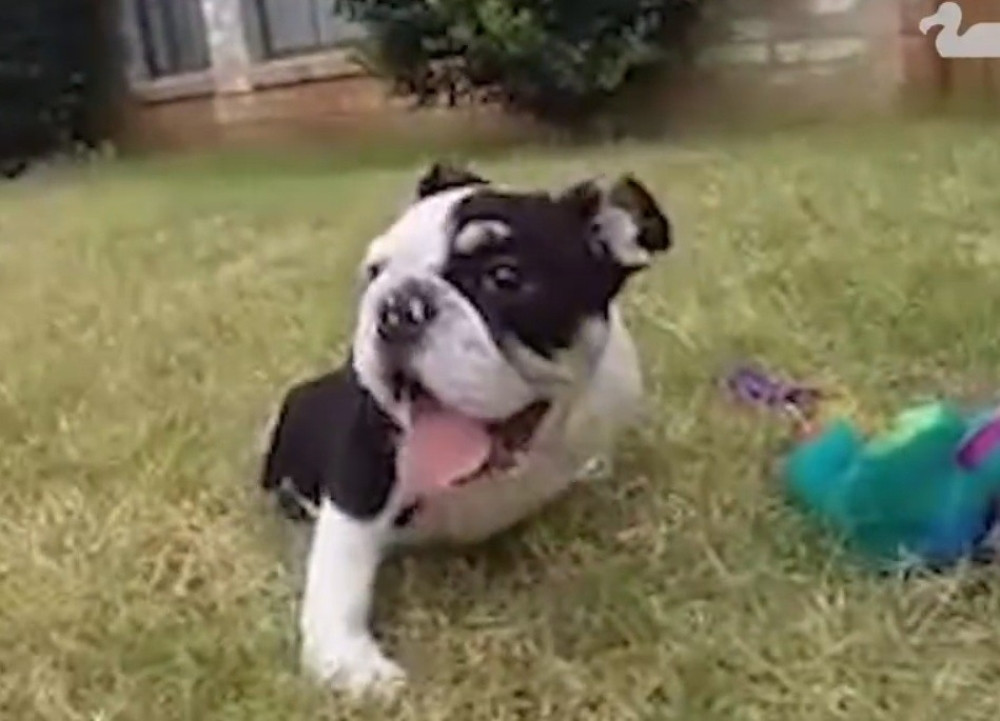 Ovo štene besplatno deli lekciju o životu (VIDEO)