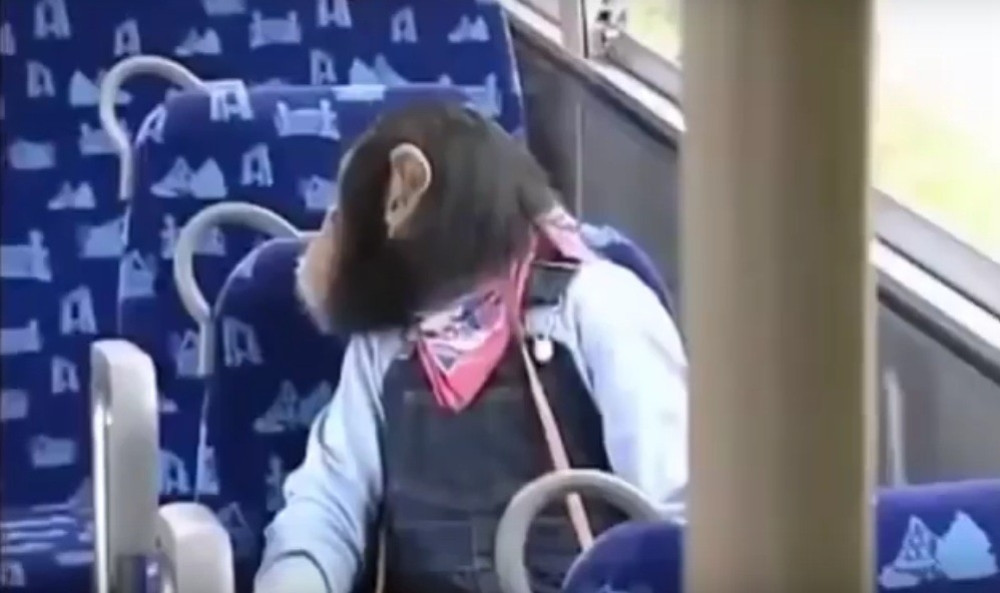 Potez ovog majmuna će vas oduševiti! (VIDEO)