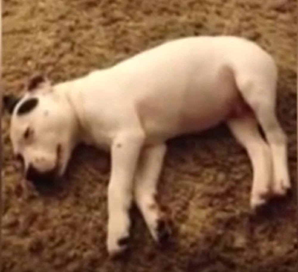 Proplakaćete od smeha zbog buđenja ovog kučeta! (VIDEO)