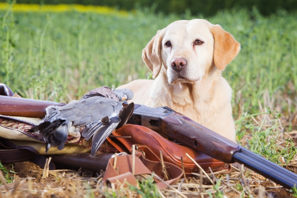 Od 2004. svake godine u SAD pas upuca čoveka!