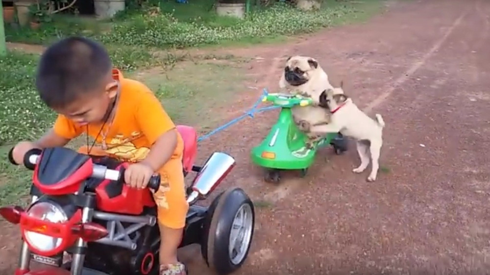 Ono kad ti ćale otme igračku... (VIDEO)