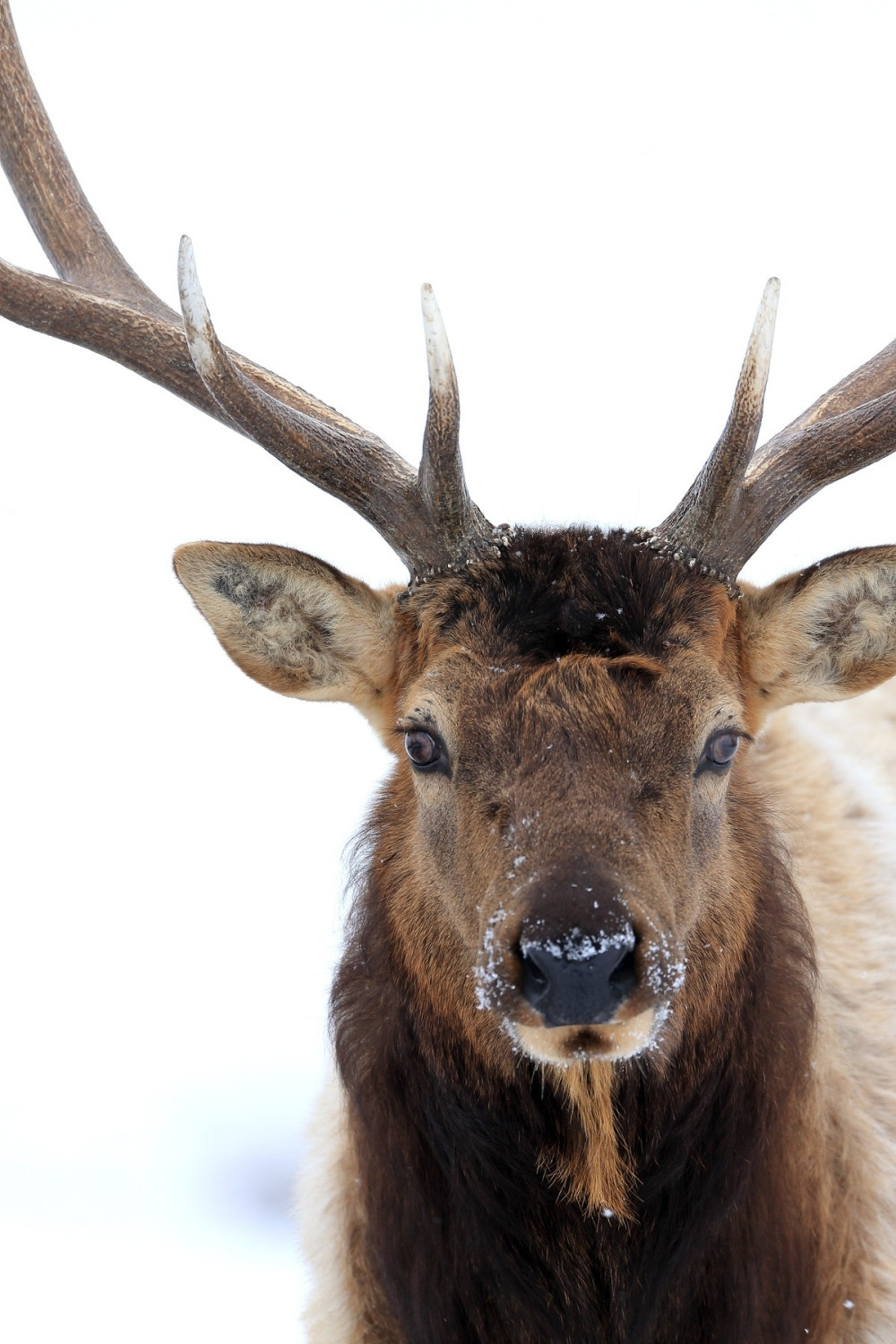 Jelen se trkao sa automobilom, šta mislite ko je pobedio