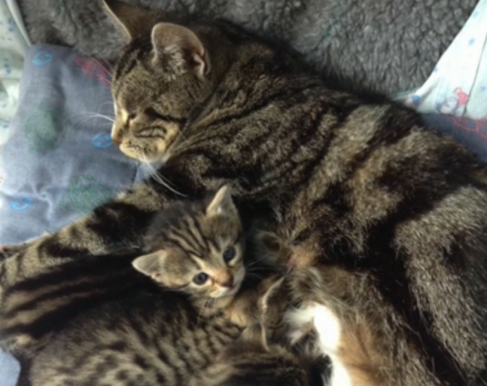 Mačka se ušunjala na kliniku kod svojih mačića!