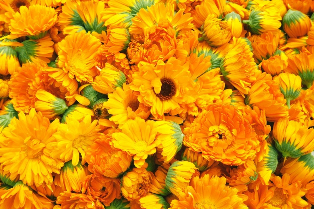 Neven u organskoj bašti