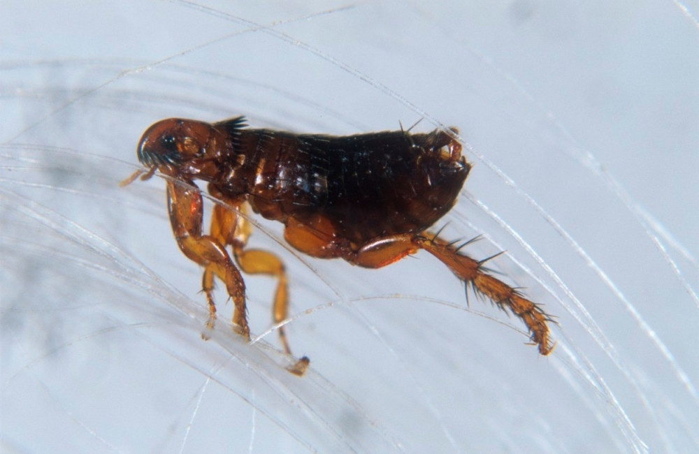 Amerikanka obolela od kuge