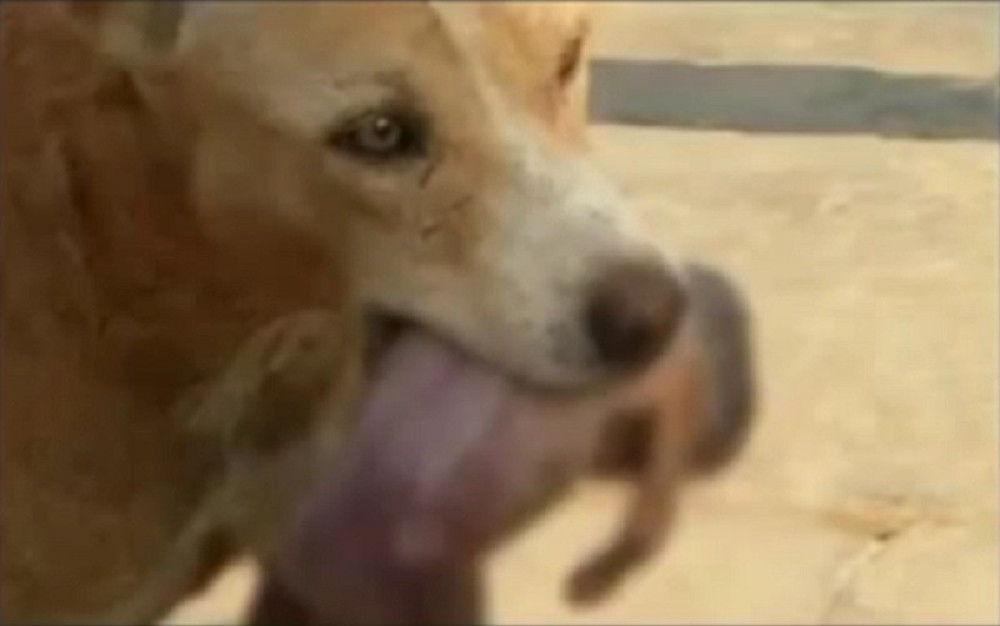 Pas u čeljustima doneo bebu pred ljude! (VIDEO)