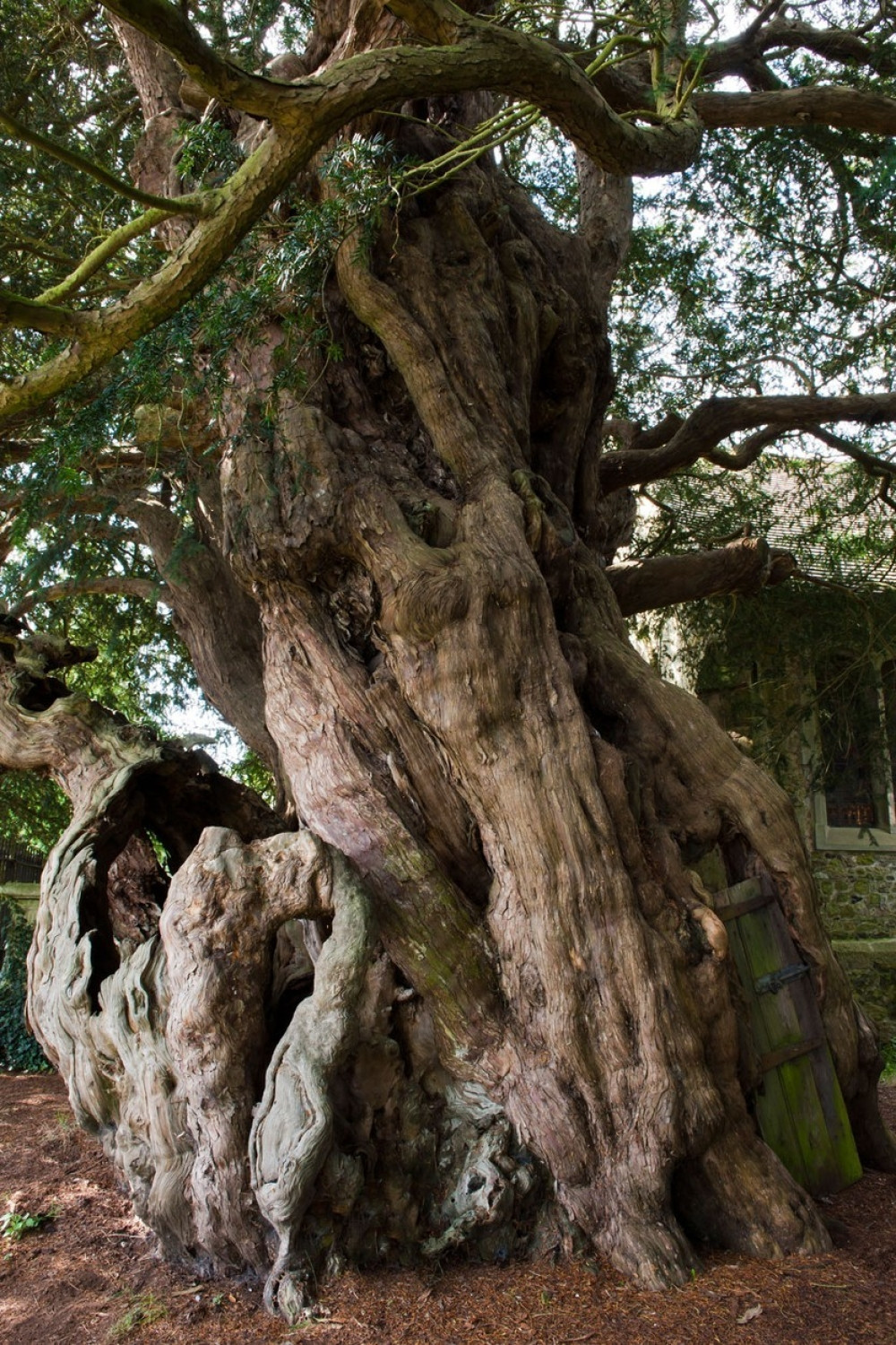 Prikačili drvo na infuziju u pokušaju da ga spasu