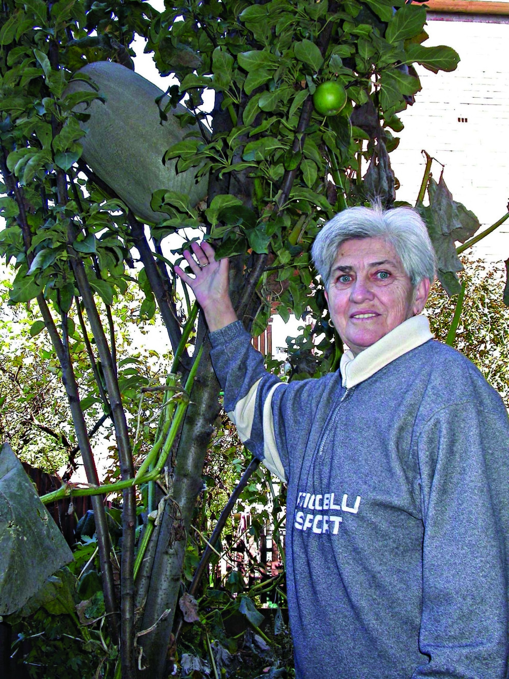 Bundeva raste na jabuci?!