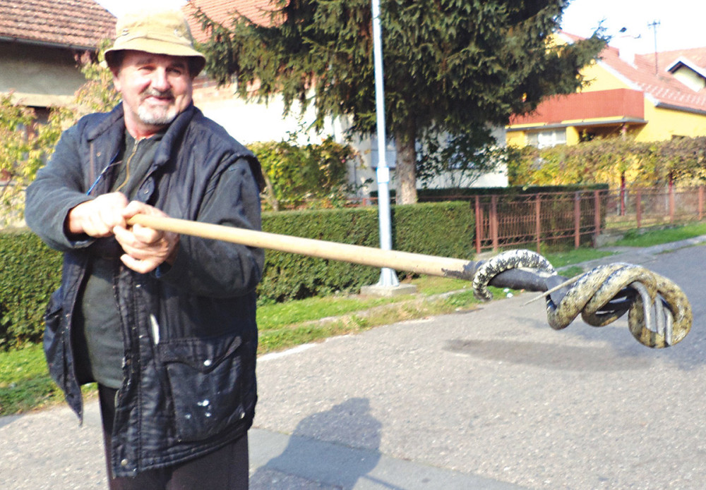 Zmije zimuju po kućama!