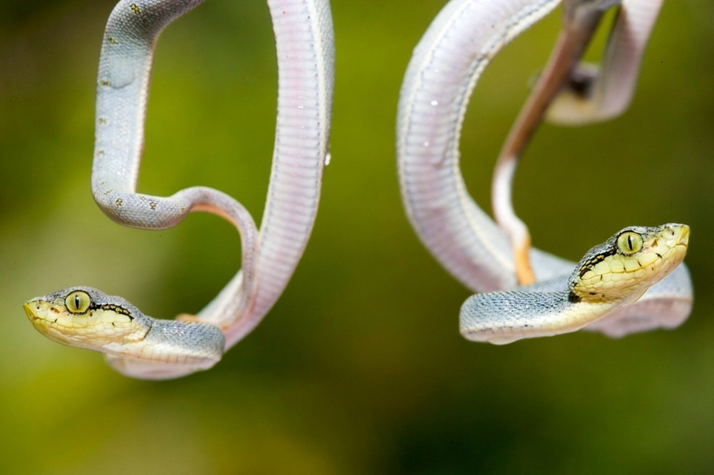 Beba ujela otrovnicu i ubila je