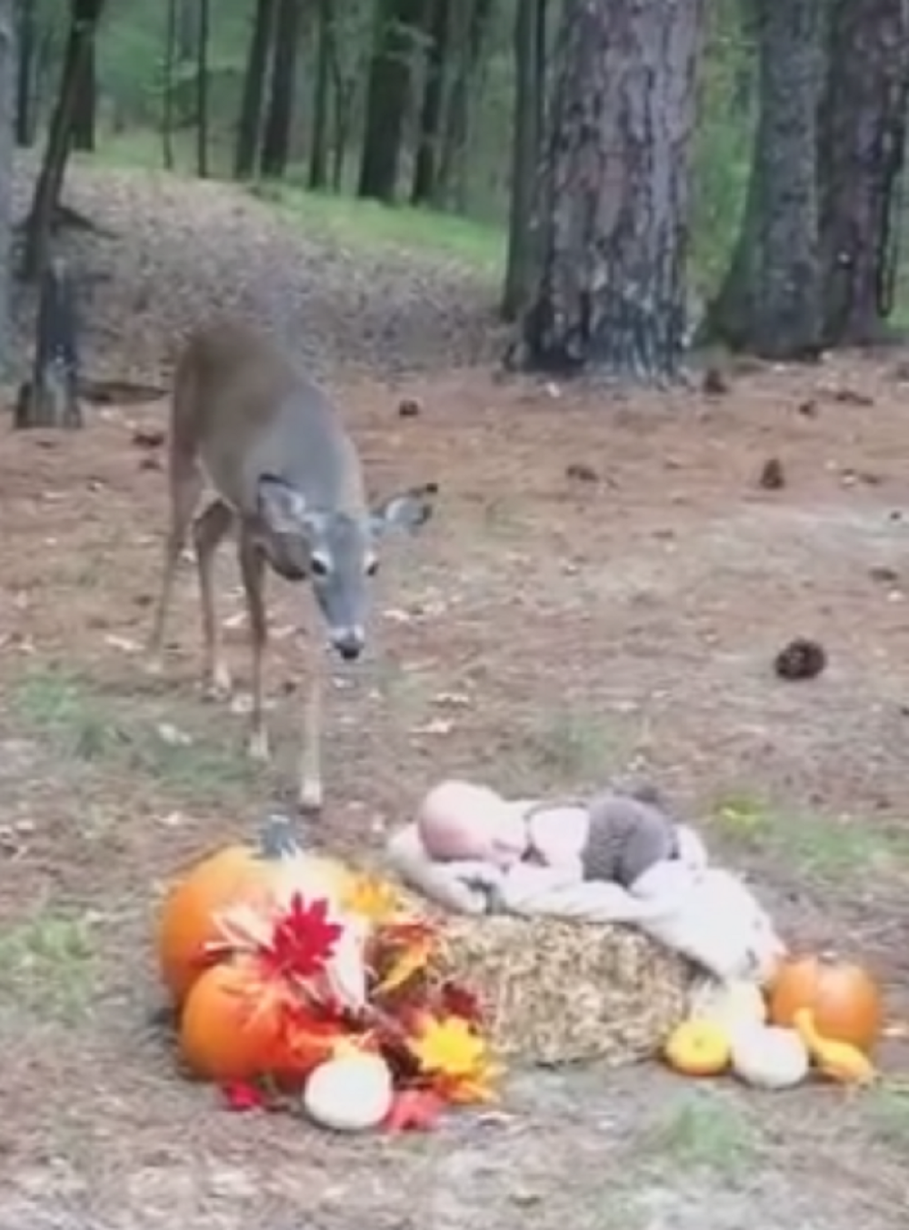 Košuta banula na snimanje bebe! (VIDEO)