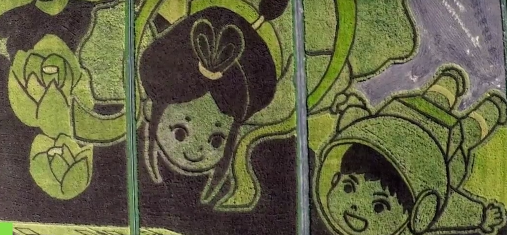 Polja pirinča kao umetnost! (VIDEO)