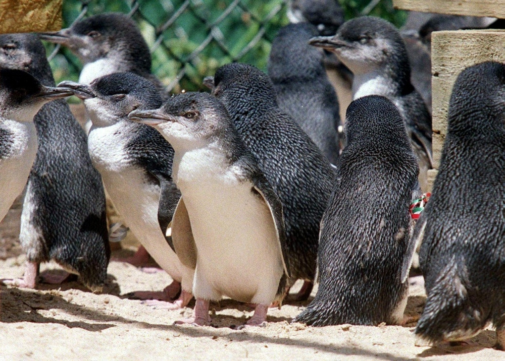 Lisica izmasakrirala 14 pingvina! (VIDEO)