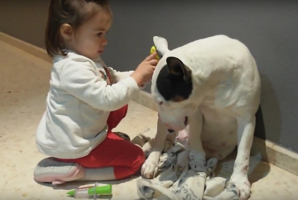 Da li je ovo najtolerantniji pas na svetu? (VIDEO)