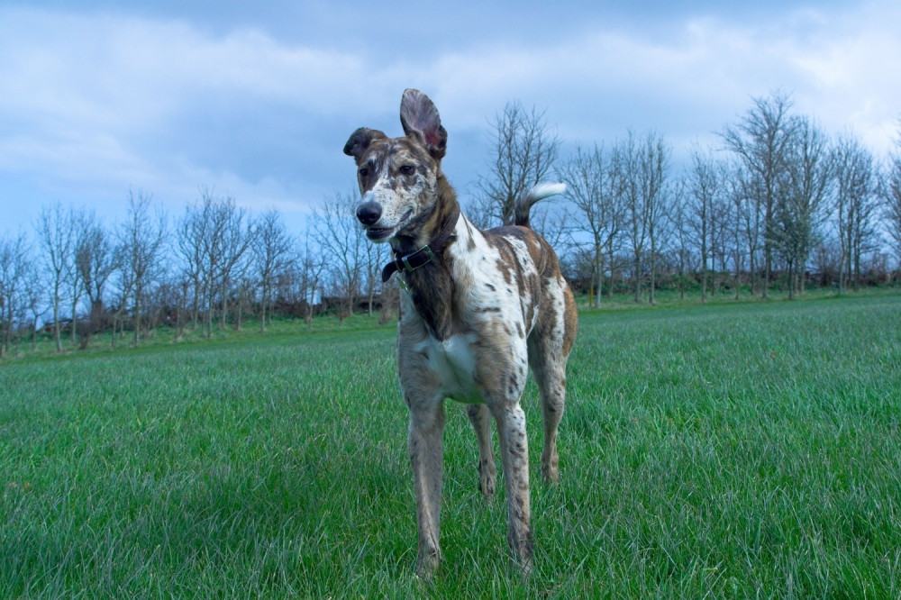 Pas prijavio gazdu policiji