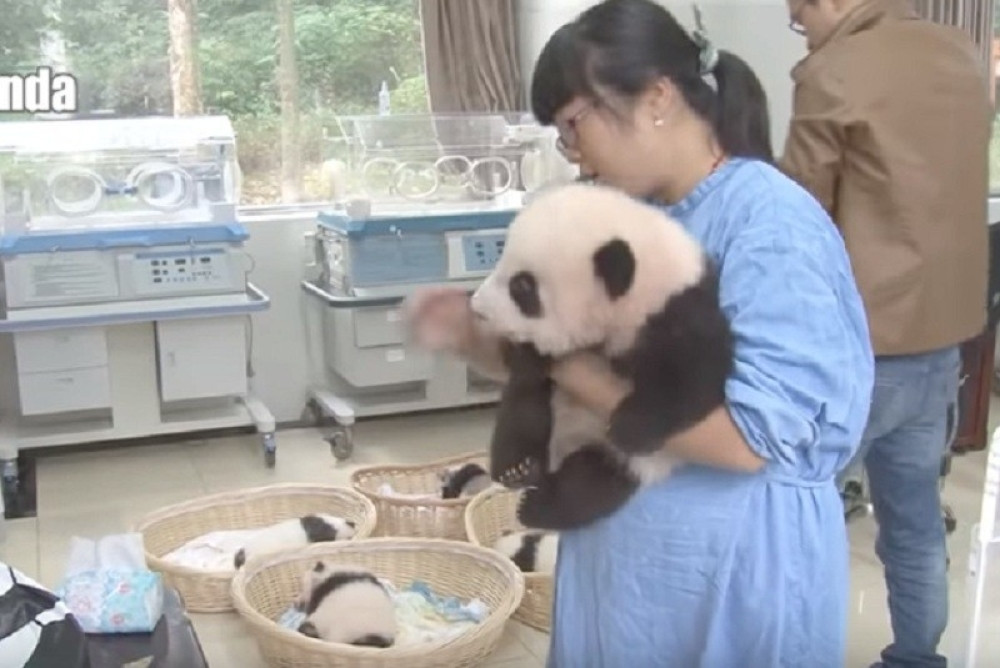 Najsrećniji posao na svetu - dadilja za pande! (VIDEO)