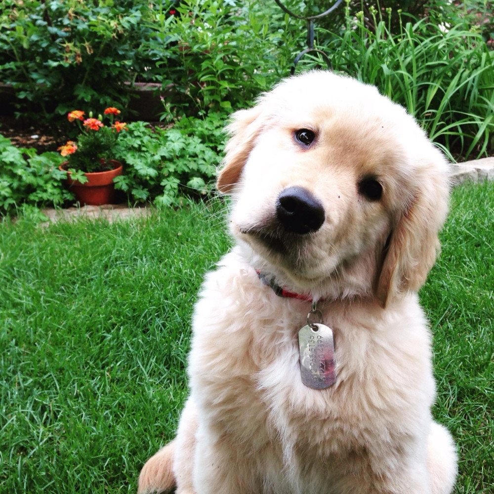 Pseći vampir uhapšen u Jemenu! (FOTO)