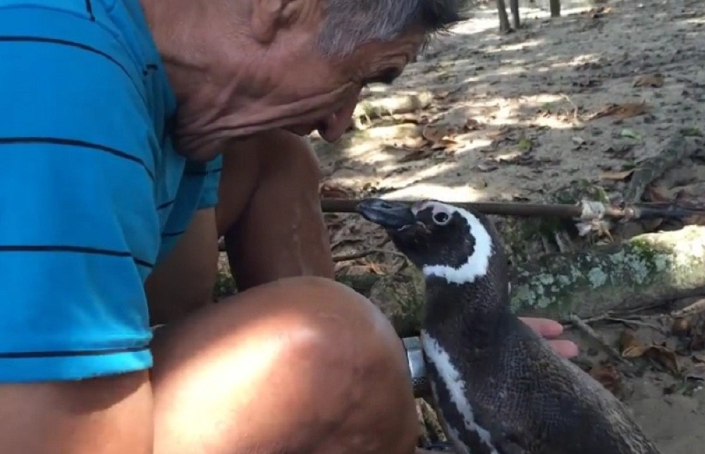 Neraskidivo prijateljstvo Brazilca i pingvina! (VIDEO)