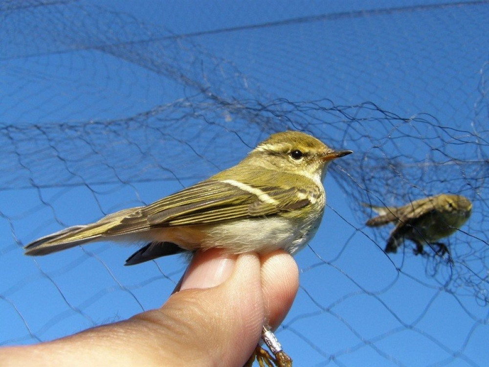Azijski zviždak otkriven na Tari!