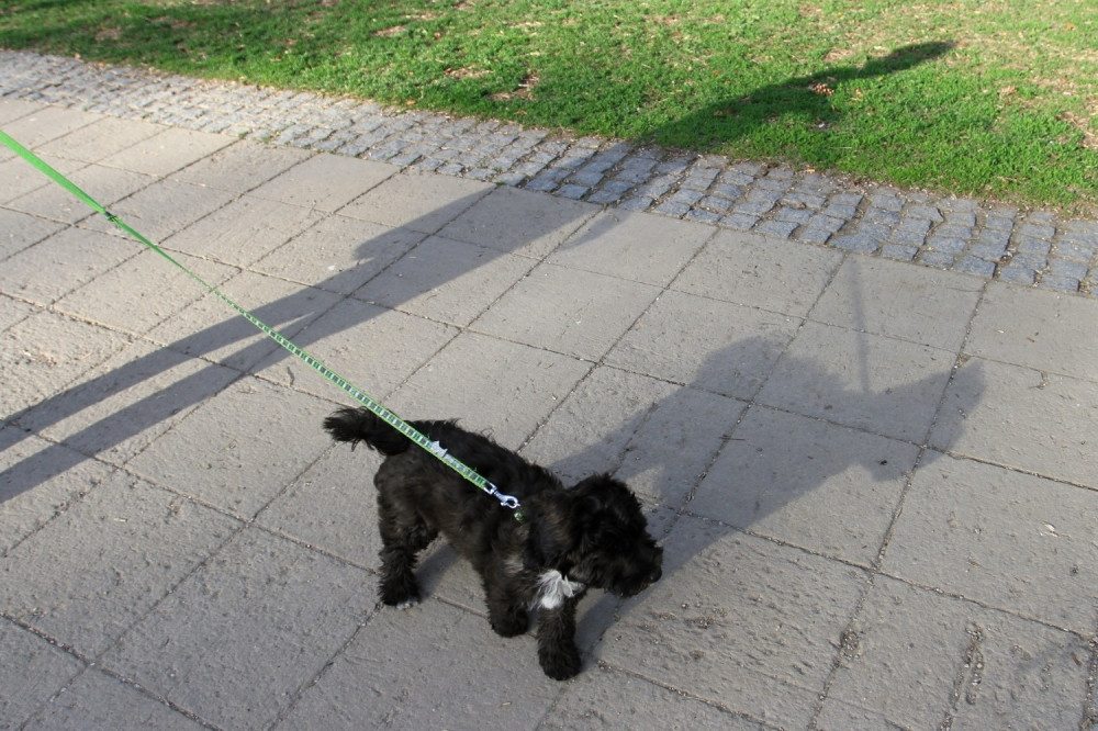 Opština Stari grad dobija "parking za pse"